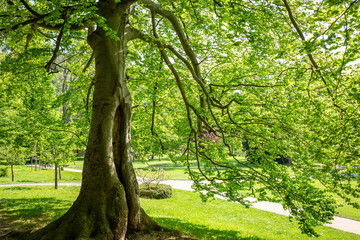 Frische saftig grüner Baum im Park sorgt für ein frisches Klima