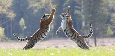 Papier Peint photo Autocollant Tigre 2 tigres sautent