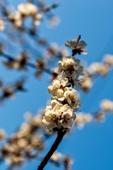 Beautiful impressive pink and white Japanese apricot sakura flower. Joy and beauty of spring
