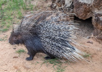 18 year old Cape Crested Porcupine on a farm at Namibia during summer