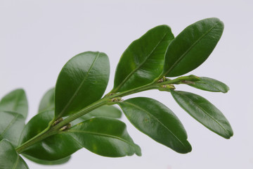 Buchsbaumzweig auf weißem Hintergrund