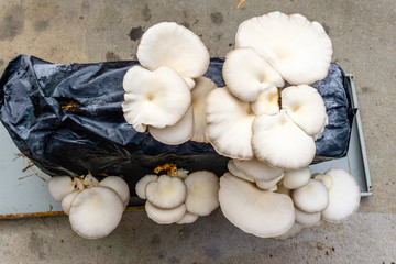Oyster mushroom or Pleurotus ostreatus as easily cultivated mushroom