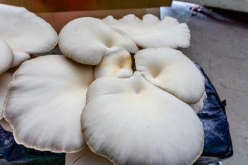 Oyster mushroom or Pleurotus ostreatus as easily cultivated mushroom