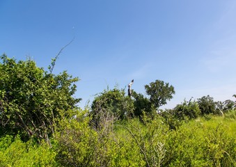 Landscape of the Okavango Delta in Botswana during summer period