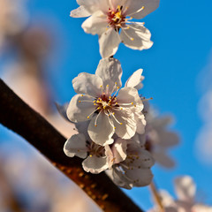Beautiful impressive pink and white Japanese apricot sakura flower. Joy and beauty of spring
