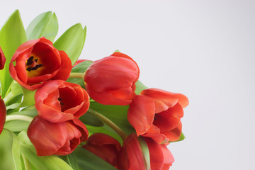 Rote Tulpen auf wei&szlig;em Hintergrund