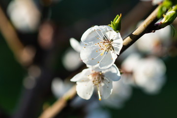 Beautiful impressive pink and white Japanese apricot sakura flower. Joy and beauty of spring