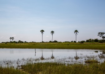 Landscape of the Okavango Delta in Botswana during summer period