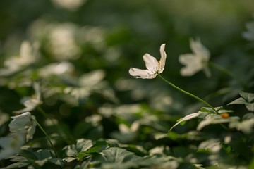 White anemone flowers blooming in spring forest