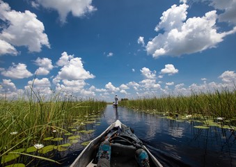 Landscape of the Okavango Delta in Botswana during summer period
