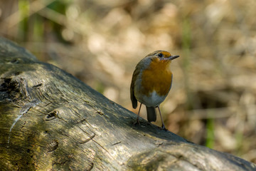Robin