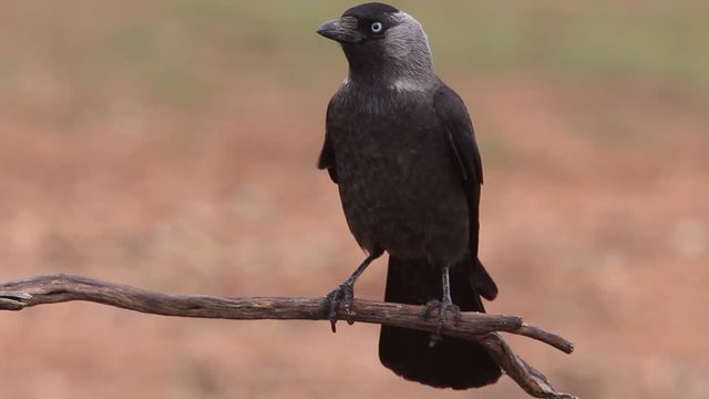 Western jackdaw. Corvus monedula
