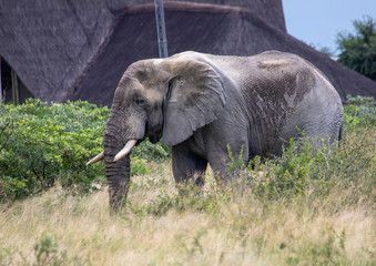 Obraz premium African Elephant in the Nxai Pan National Park in Botswana during summer time