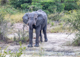 African Elephant drinking at a waterhole in the Nxai Pan National Park in Botswana during summer time