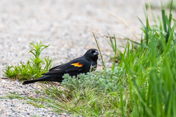 Red-winged blackbird male in Audubon sanctuary southwest of Denver, Colorado