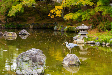 Heron on a rock in a city park, Kyoto, Japan. Copy space for text.