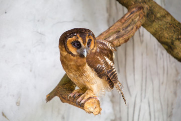 Owl in the bird park