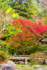 Fototapeta na wymiar View of the autumn landscape in the park, Kyoto, Japan. Copy space for text. Vertical.