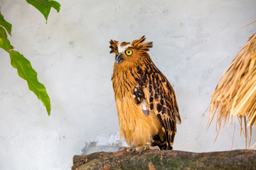 Owl in the bird park