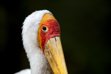 Bird in the zoo
