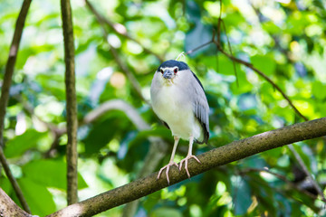 Bird in the zoo