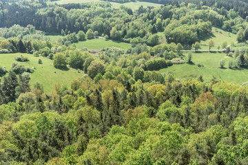 Frühling im Pfälzer Wald