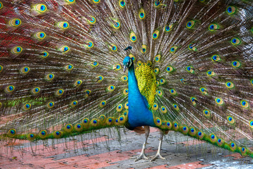 Obraz premium Peacock in the bird park