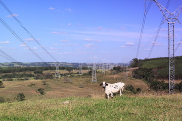 Obraz premium Tem boi na linha!