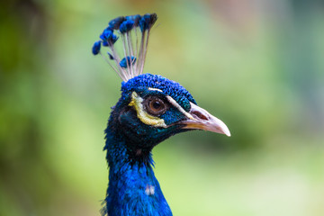 Naklejka premium Peacock in the bird park