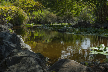 Fototapeta na wymiar small lake inside a park