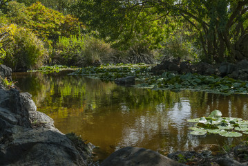 Fototapeta na wymiar small lake inside a park