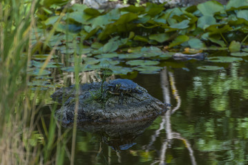  turtle on a rock