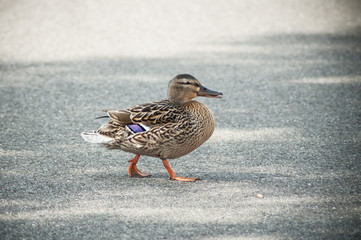 portrait of one duck walking on the road