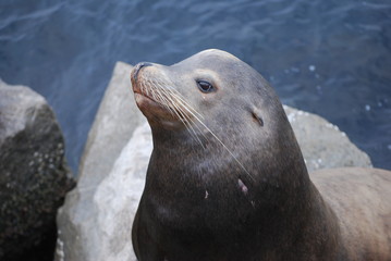 Sea lion in profile