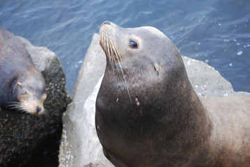 Wary sea lion