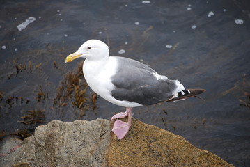 Fototapeta premium Albatross