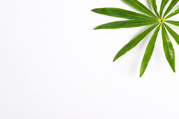 Obraz premium Palm leaves on a white background, top view.