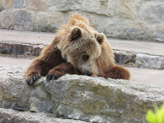 Cute bear