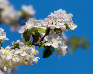 Weiße Apfelblüten vor blauem Himmel
