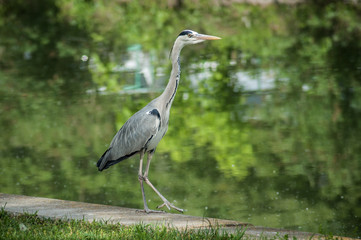portrait of heron walking in border water