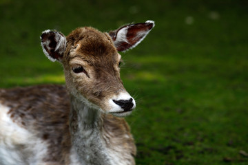 Fallow Deer (Dama, Dama)