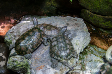 Tartaruga em um parque natural