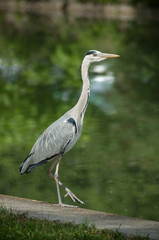 portrait of heron walking in border water