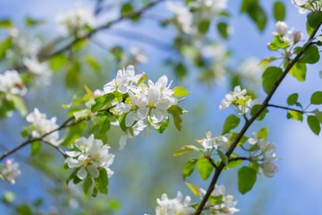 Obraz premium Bloooming apple tree branches.