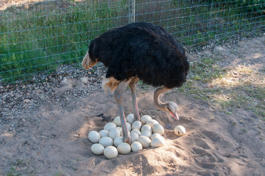 Avestruz macho a aconchegar os ovos no ninho