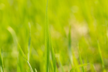 Green spring grass in close up