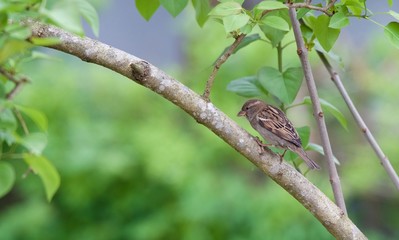 House sparrow