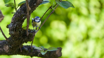 Eurasian blue tit