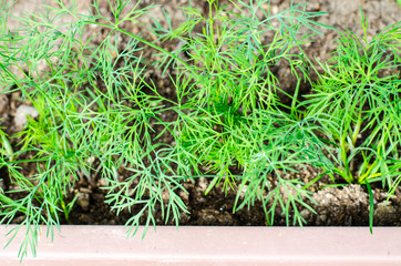 Seeds with spring greens in greenhouse