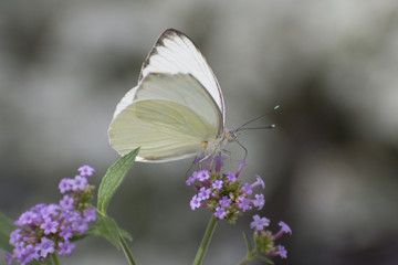 Butterfly 2018-21 / White butterfly on purple flowers